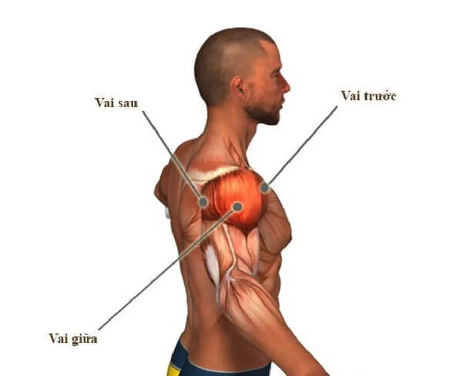 Các nhóm cơ trên cơ thể & Cách tập luyện đối với từng nhóm cơ