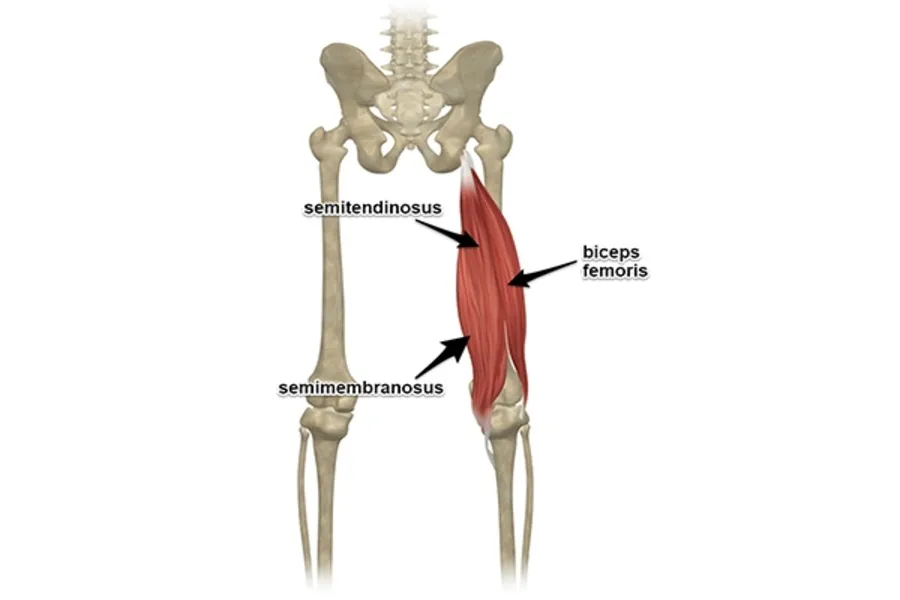 Giải đáp Hamstring là gì? Các bài tập cải thiện cơ Hamstring