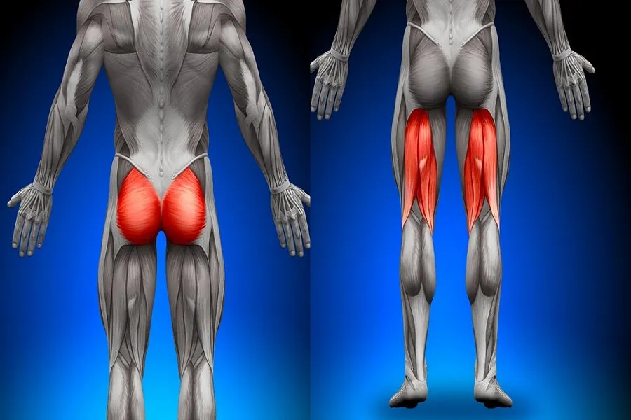 Glutes là gì? Những bài tập cơ Glutes hiệu quả dành cho dân thể hình 