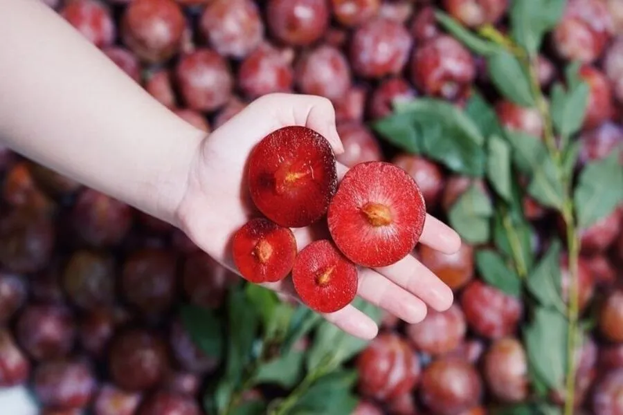 Mận Hà Nội bao nhiêu calo? Ăn mận có tác dụng gì?